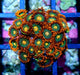 Zoanthid