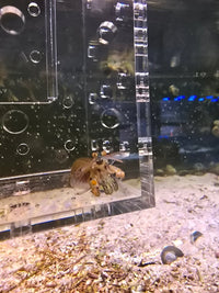 Peacock Mantis Shrimp (Odontodactylus scyllarus)