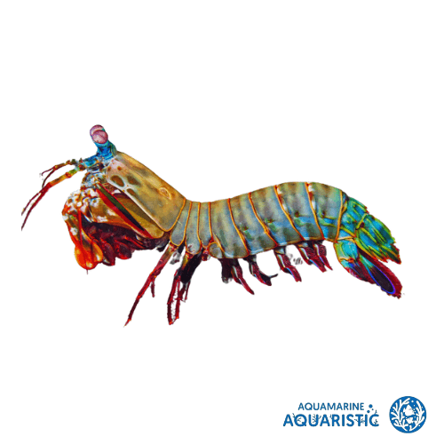 1 - 3cm Peacock Mantis Shrimp - Aquamarine Aquaristic - 