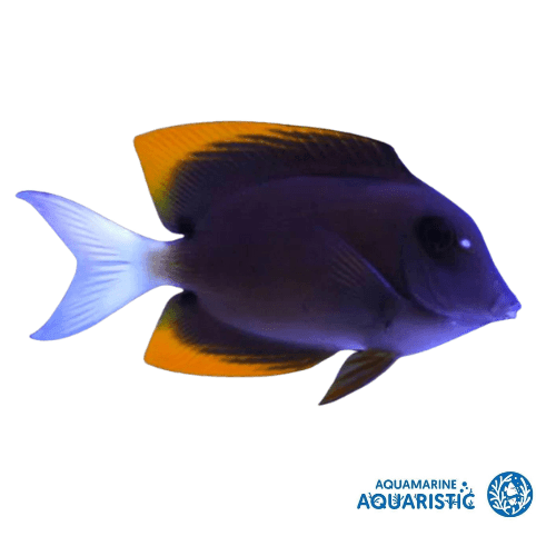 Tomini Tang (Ctenochaetus tominiensis)