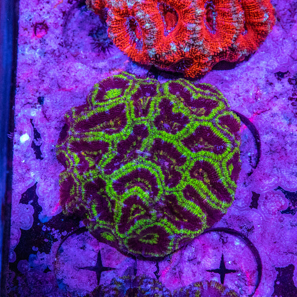Acan. Micromussa