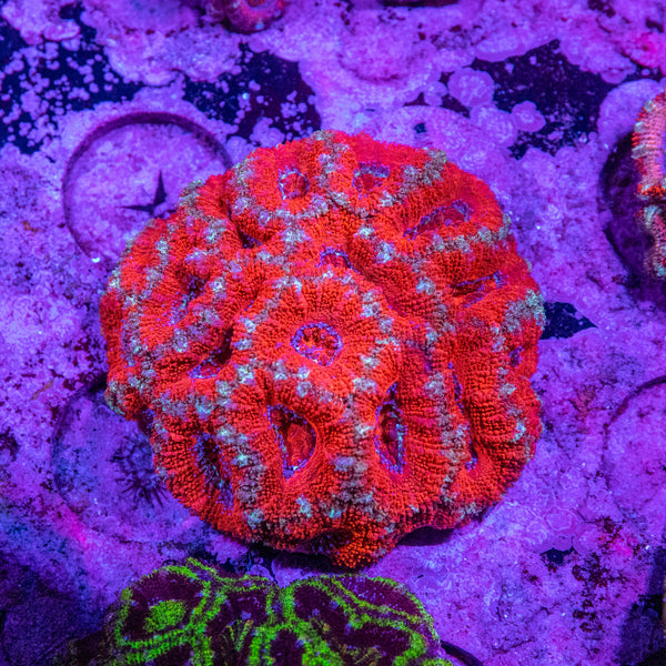 Acan. Micromussa