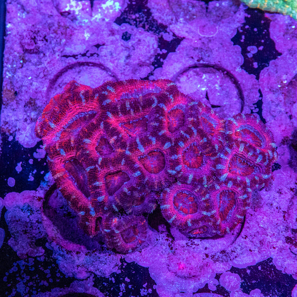 Acan. Micromussa