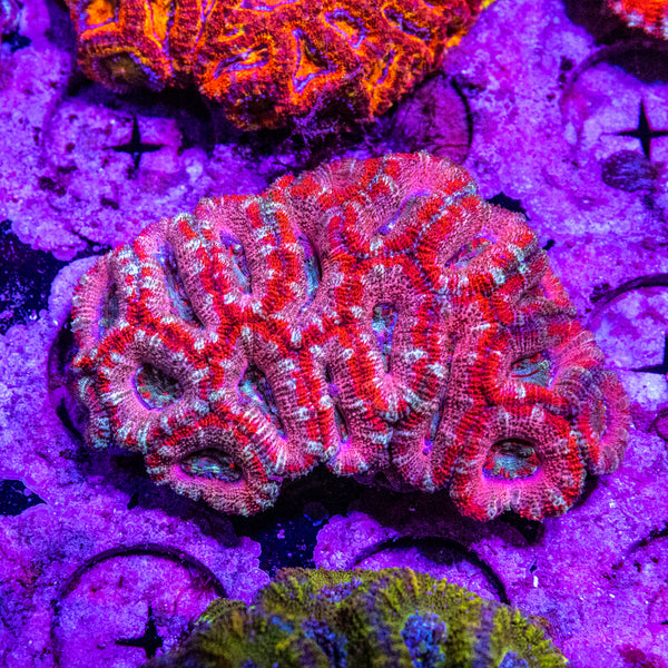 Acan. Micromussa