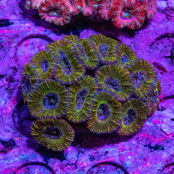 Acan. Micromussa