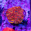 Rainbow Acan. Micromussa