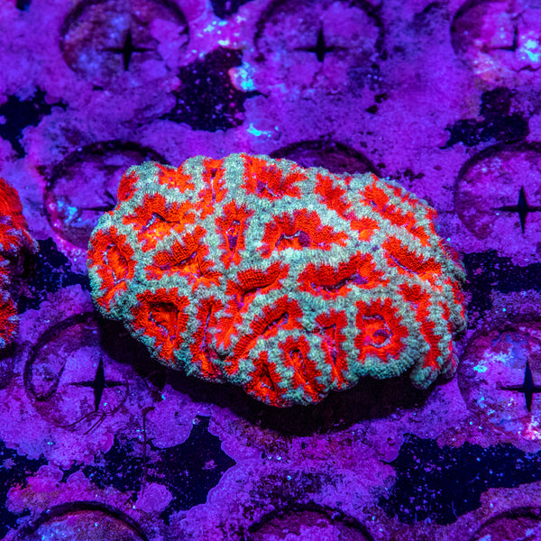 Acan. Micromussa