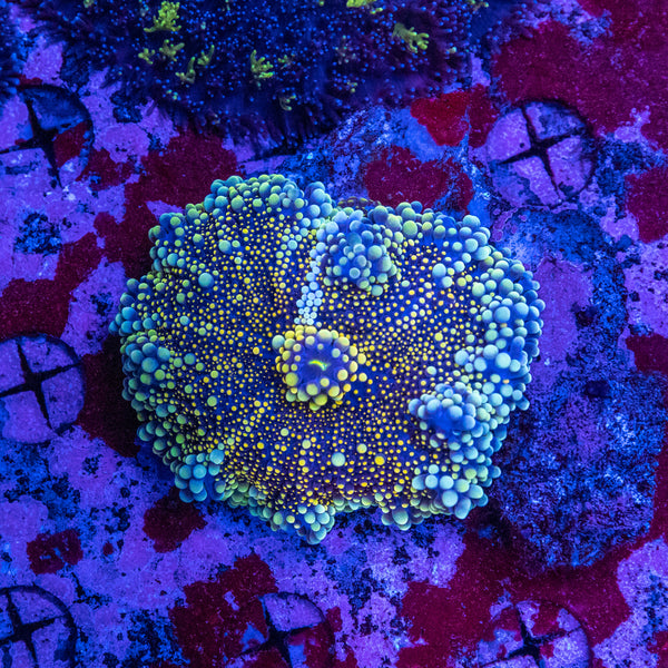 Gold Godzila Ricordea