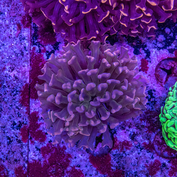 Branching Hammer (Darwin)