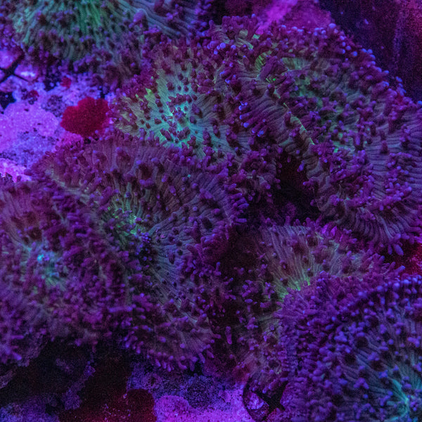 Fluffy Mushroom (Per Polyp)