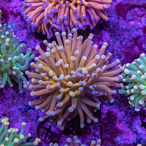 Brass Monkey Torch (Cream Tip/Green Base)