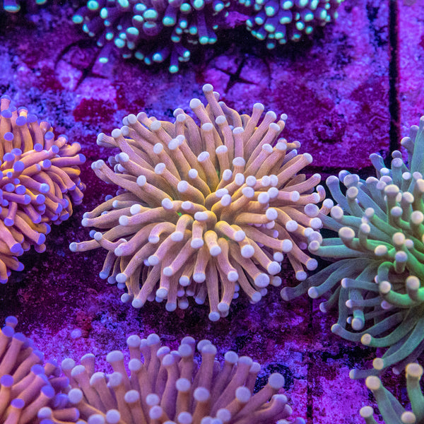 Brass Monkey Torch (Cream Tip/Green Base)