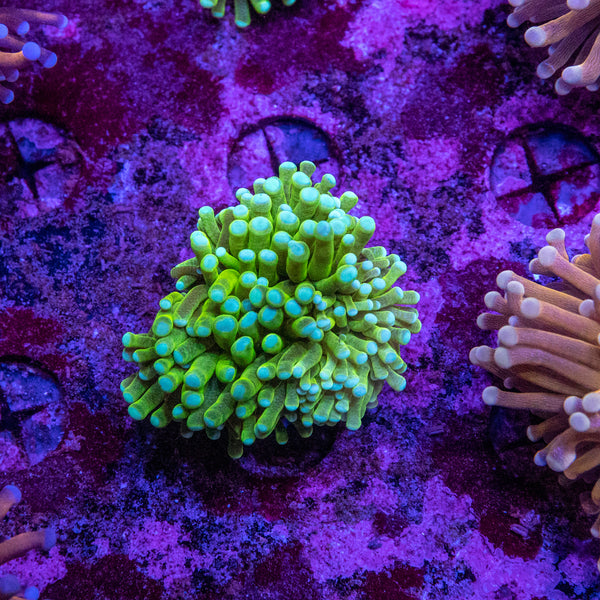 Banana Torch (Mackay)