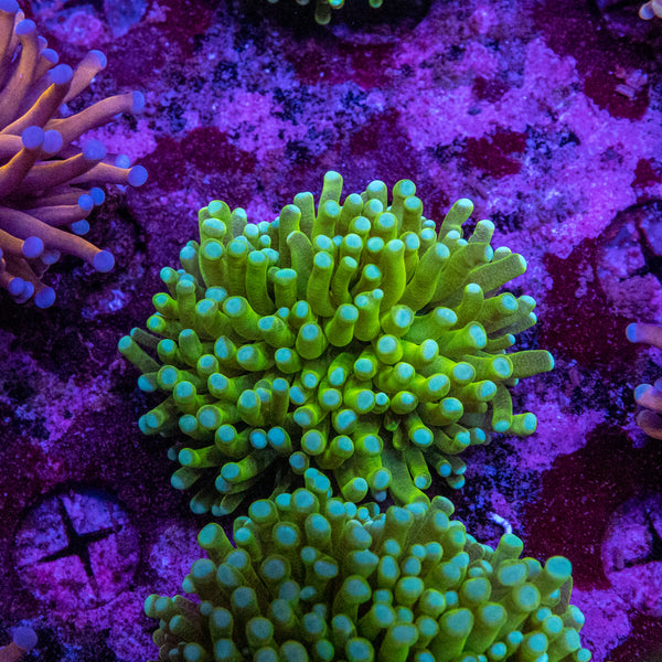 Banana Torch (Mackay)