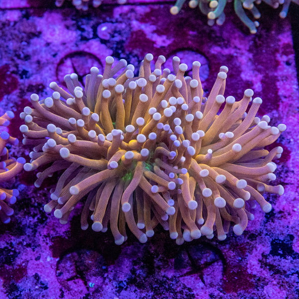 Brass Monkey Torch (Cream Tip/Green Base)