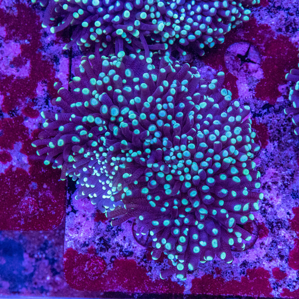 Green Tip Torch (4 Heads+)