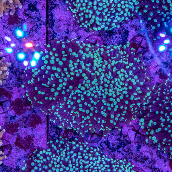 Green Tip Torch (4 Heads+)