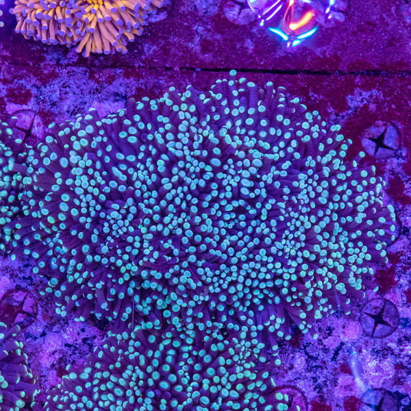 Green Tip Torch (4 Heads+)