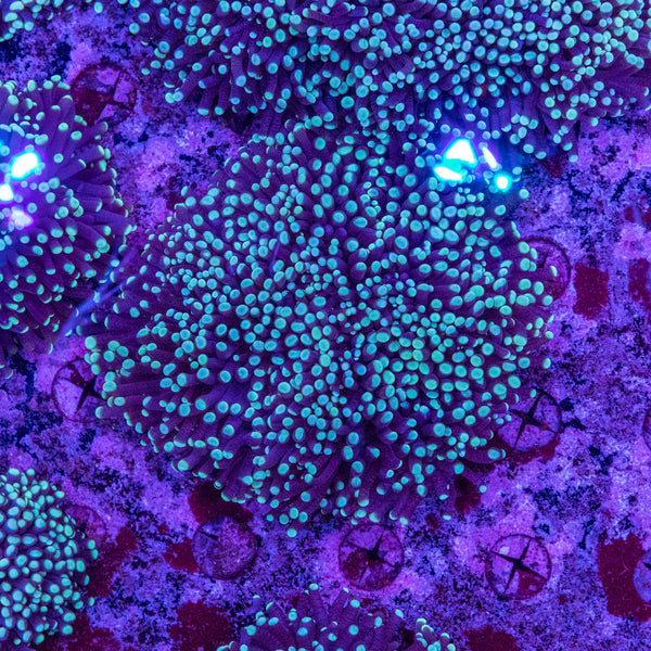 Green Tip Torch (4 Heads+)