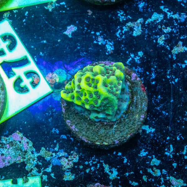 AMA SPS Frag 'Montipora Denai'