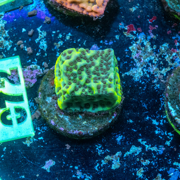 AMA SPS Frag 'Montipora Denai'