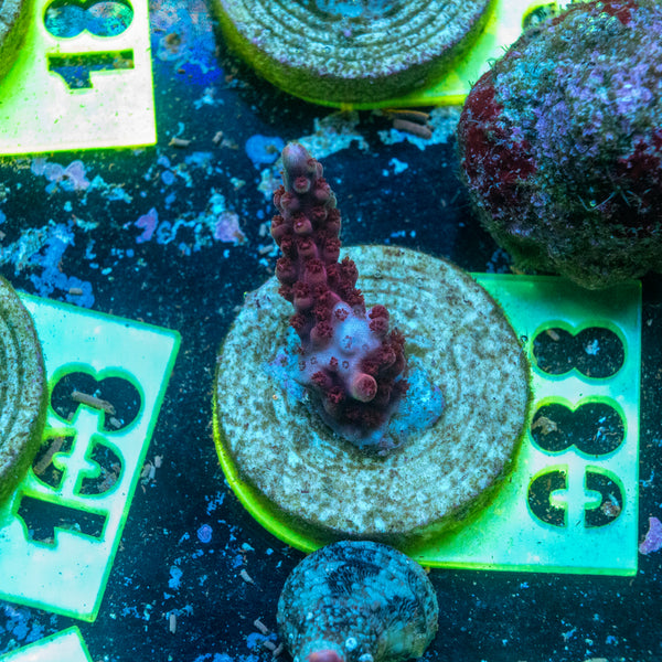 AMA SPS Frag 088 'Aeroplane Jelly'