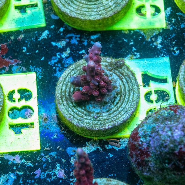 AMA SPS Frag 097 'Aeroplane Jelly'