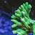 Anacropora