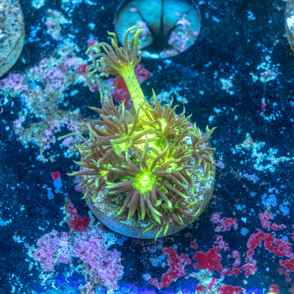 Toxic Green Goniopora (Aquaculture)