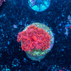 Red Goniopora (Aquaculture)