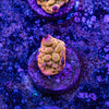 Pheonix Montipora