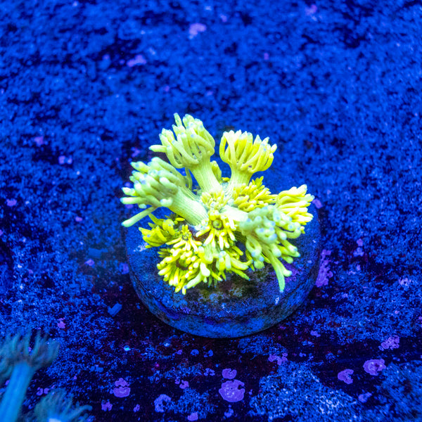 Highlighter Goniopora