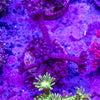 Purple Glitter Goniopora