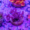 Purple Glitter Goniopora