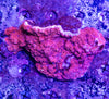 Montipora
