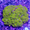Rainbow Montipora