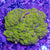 Montipora