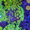 Neon Goniopora (Wild)