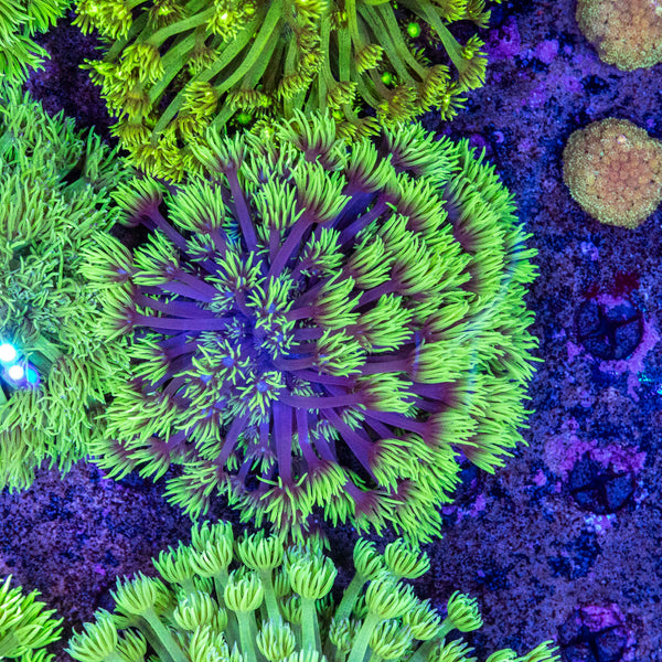 Neon Goniopora (Wild)