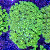 Neon Goniopora (Wild)