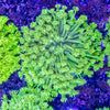 Neon Goniopora (Wild)