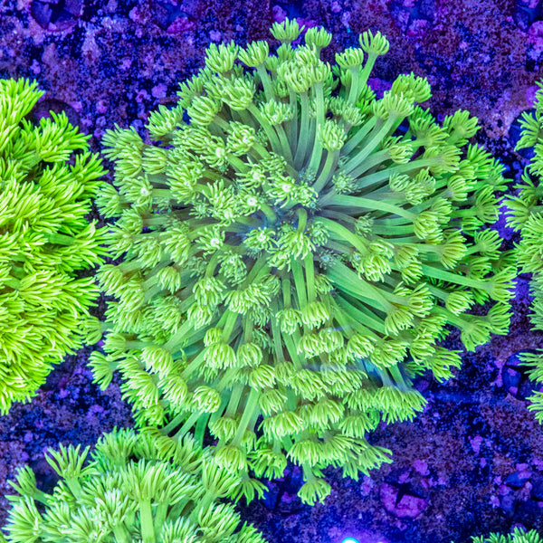Neon Goniopora (Wild)