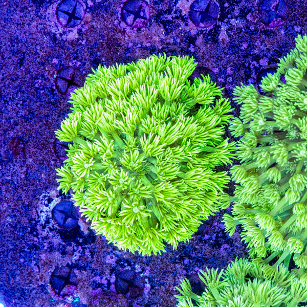 Neon Goniopora (Wild)