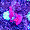 Stripper Lips Morph Rock (7 Polyp)