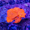 Orange Morph Rock (7 Polyp)