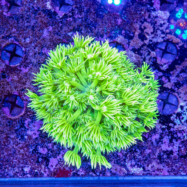 Neon Goniopora (Wild)