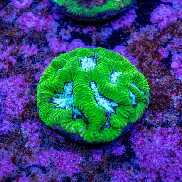 Favites - PU20 Frag 019