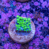 Cyphastrea - PU20 Frag 101
