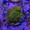 Montipora - PU20 Frag 104