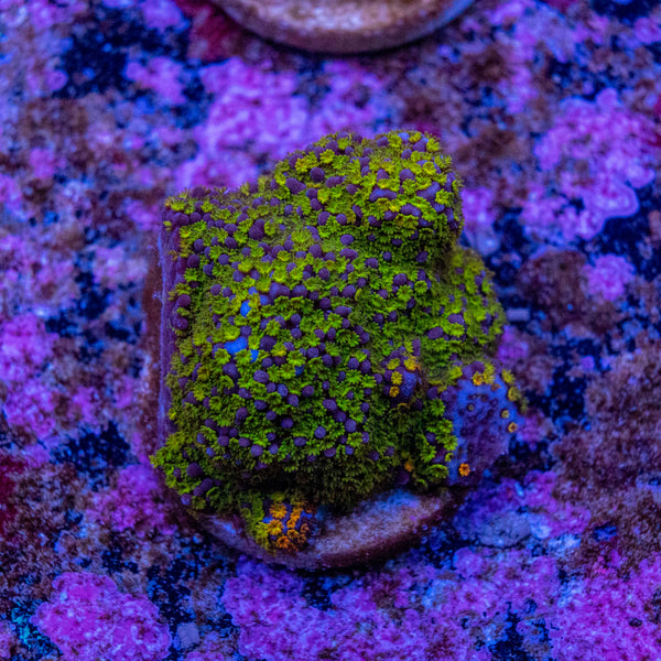 Montipora - PU20 Frag 104